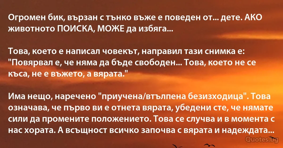 Огромен бик, вързан с тънко въже е поведен от... дете. АКО животното ПОИСКА, МОЖЕ да избяга...

Това, което е написал човекът, направил тази снимка е: "Повярвал е, че няма да бъде свободен... Това, което не се къса, не е въжето, а вярата."

Има нещо, наречено "приучена/втълпена безизходица". Това означава, че първо ви е отнета вярата, убедени сте, че нямате сили да промените положението. Това се случва и в момента с нас хората. А всъщност всичко започва с вярата и надеждата... (INZ BG)