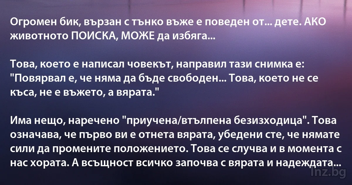 Огромен бик, вързан с тънко въже е поведен от... дете. АКО животното ПОИСКА, МОЖЕ да избяга...

Това, което е написал човекът, направил тази снимка е: "Повярвал е, че няма да бъде свободен... Това, което не се къса, не е въжето, а вярата."

Има нещо, наречено "приучена/втълпена безизходица". Това означава, че първо ви е отнета вярата, убедени сте, че нямате сили да промените положението. Това се случва и в момента с нас хората. А всъщност всичко започва с вярата и надеждата... (INZ BG)